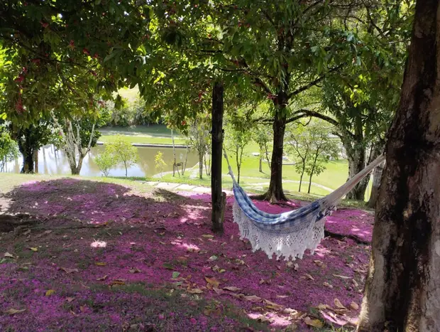 Rede armada entre árvores, chão coberto de flores roxas e o lago ao fundo